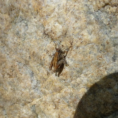 Tetrigoidea