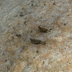 Paratettix mexicanus