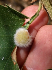 Disholandricus lasius