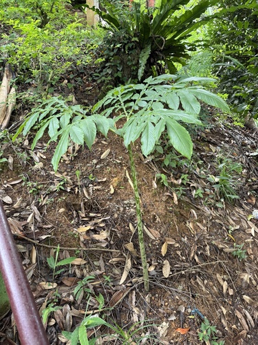Amorphophallus titanum