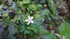 Ellisiophyllum pinnatum