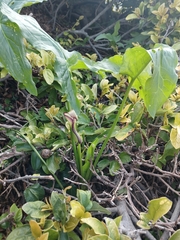 Arum hygrophilum, photograph (c) yelena_antipova, some rights reserved (CC BY)