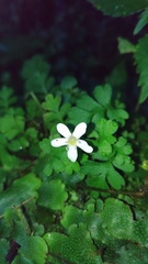 Ellisiophyllum pinnatum