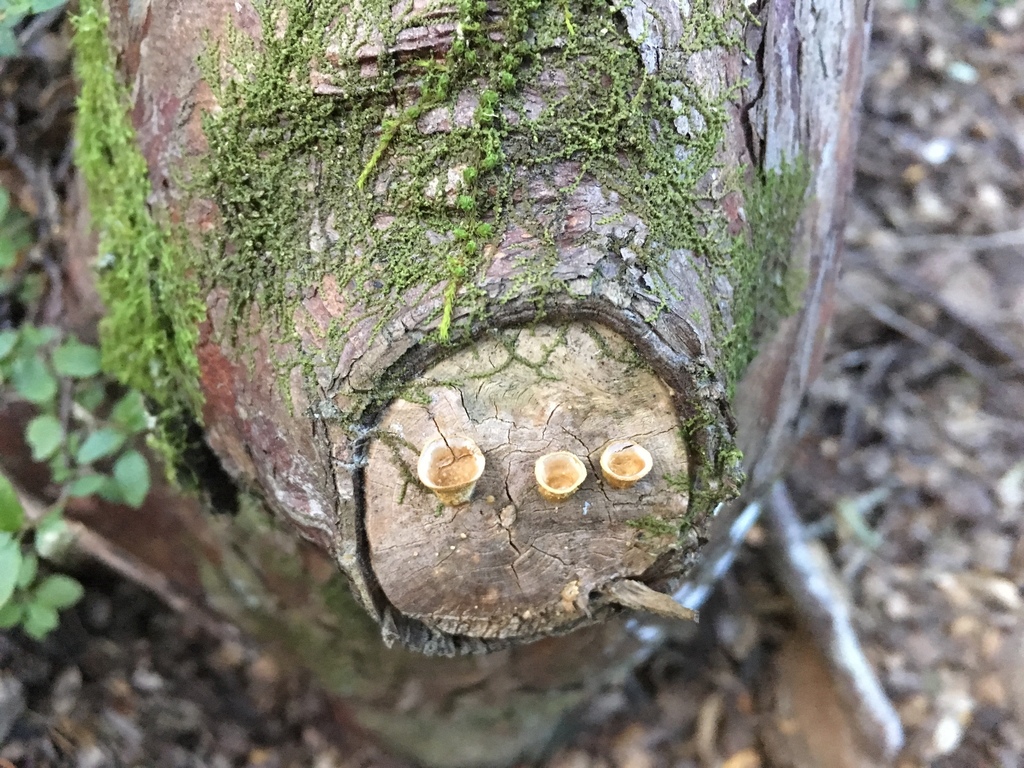 common bird's nest fungus from Hurunui, NZCA, NZ on August 09, 2019 at