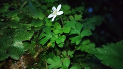 Ellisiophyllum pinnatum
