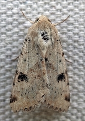 Heliothis phloxiphaga