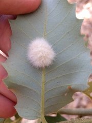 Disholandricus lasius