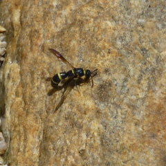 Dolichodynerus vandykei