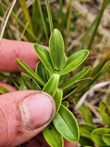 Veronica treadwellii, photograph 5