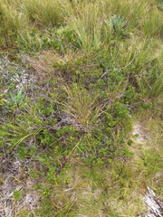 Veronica treadwellii, photograph (c) Oscar Dove, some rights reserved (CC BY)
