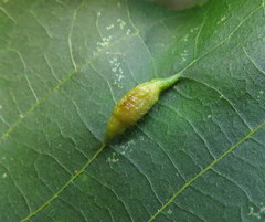 Phylloxera caryaevenae