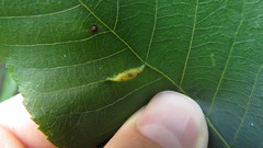 Phylloxera caryaevenae
