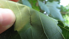 Phylloxera caryaevenae