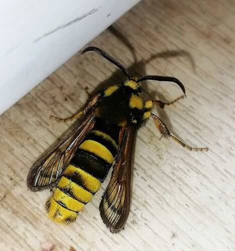 Sesia apiformis