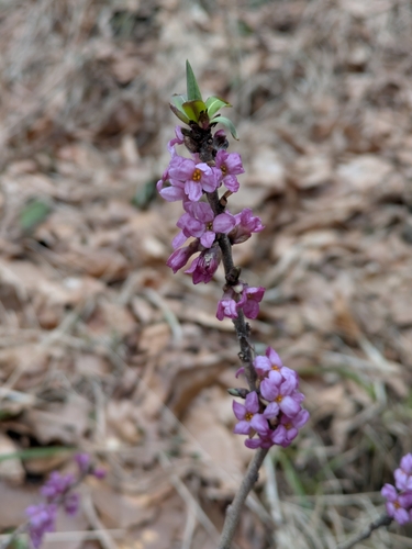Daphne mezereum