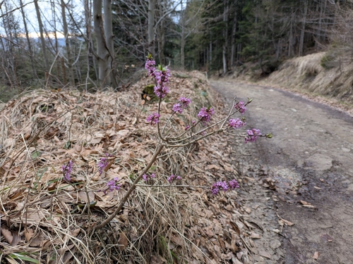 Daphne mezereum