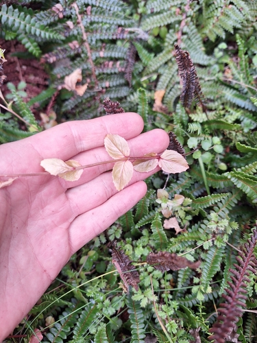 Epilobium chlorifolium (Epilobium chlorifolium)