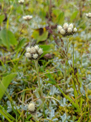 Antennaria media