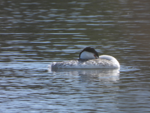 iNaturalist observation photo of Clark's Grebe