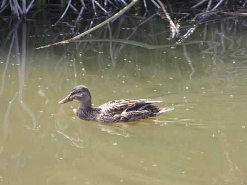 iNaturalist observation photo of Mallard