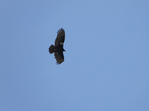 iNaturalist observation photo of Turkey Vulture