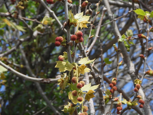 iNaturalist observation photo of western sycamore