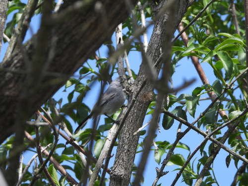 iNaturalist observation photo of Blue-gray Gnatcatcher