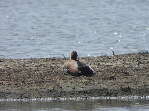 iNaturalist observation photo of Egyptian Goose