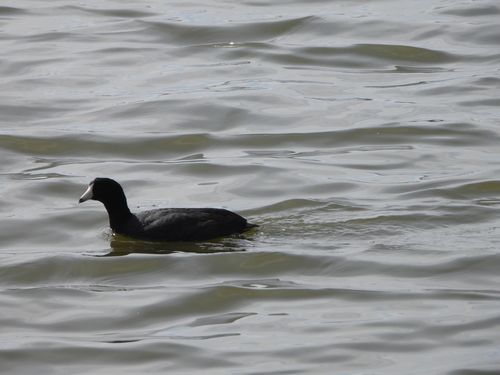 iNaturalist observation photo of American Coot