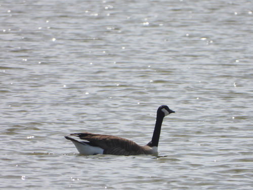 iNaturalist observation photo of Canada Goose
