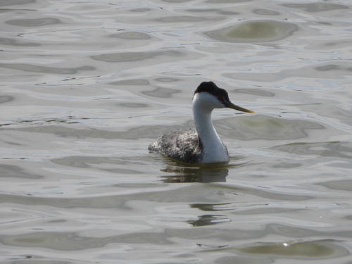 iNaturalist observation photo of Western Grebe
