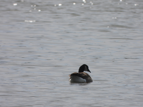 iNaturalist observation photo of Canada Goose