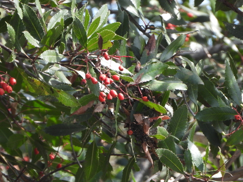 iNaturalist observation photo of Toyon