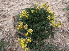 Solidago virgaurea minuta