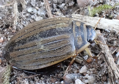 Lesser Diving-beetle, Stulpselaan, Lage Vuursche, Utrecht, NL, photo 4 of 10