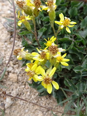 Solidago virgaurea minuta
