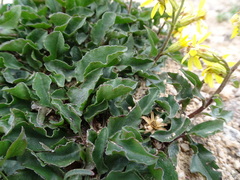 Solidago virgaurea minuta