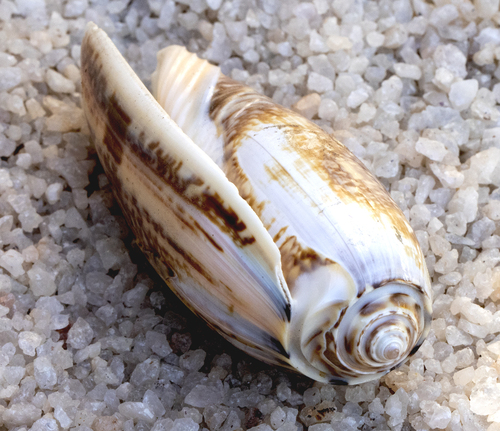 Oliva tremulina observed 2025-03-12