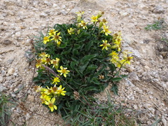 Solidago virgaurea minuta