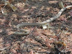 Psammophis subtaeniatus