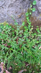 Epilobium amurense