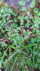 Epilobium amurense