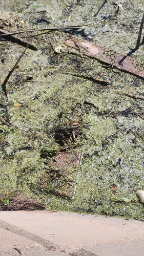 Marsh Frog