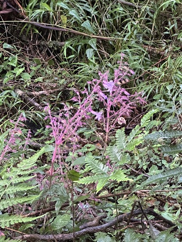 Image of Strobilanthes pulcherrima by (c) Kiwi Shen, some rights reserved (CC BY)