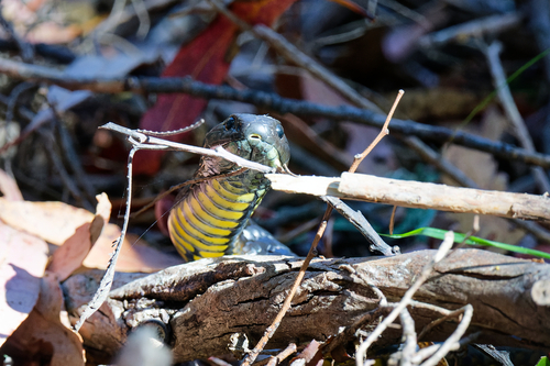 Tiger Snake sighting