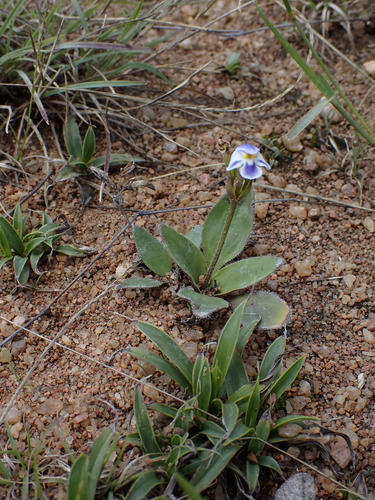 Craterostigma plantagineum, photograph 1