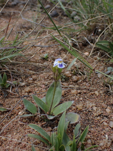 Craterostigma plantagineum, photograph 2