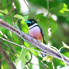 Eurylaimus ochromalus