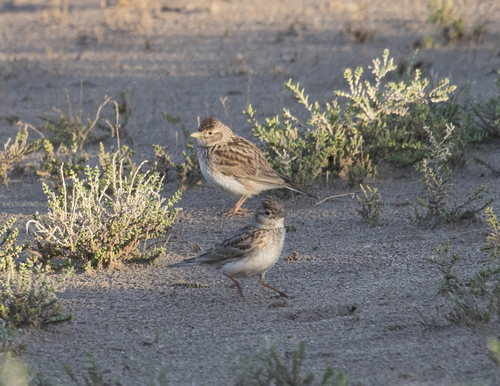 Turkestan Short-toed Lark, Ахтубинский р-н, Астраханская обл., Россия, photo 9 of 10