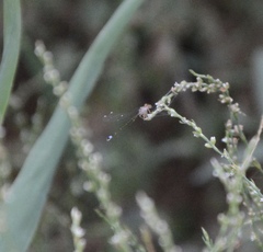 Ischnura cervula